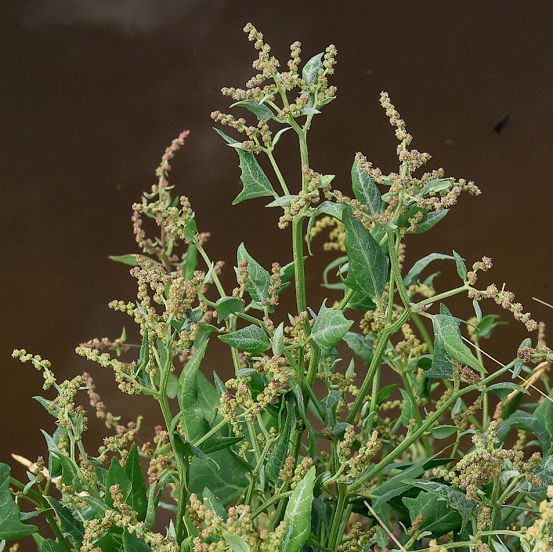 Atriplex prostrata - &copy; Charles Hipkin