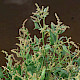 Atriplex prostrata