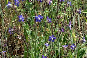 Anchusa azurea Garden Anchusa