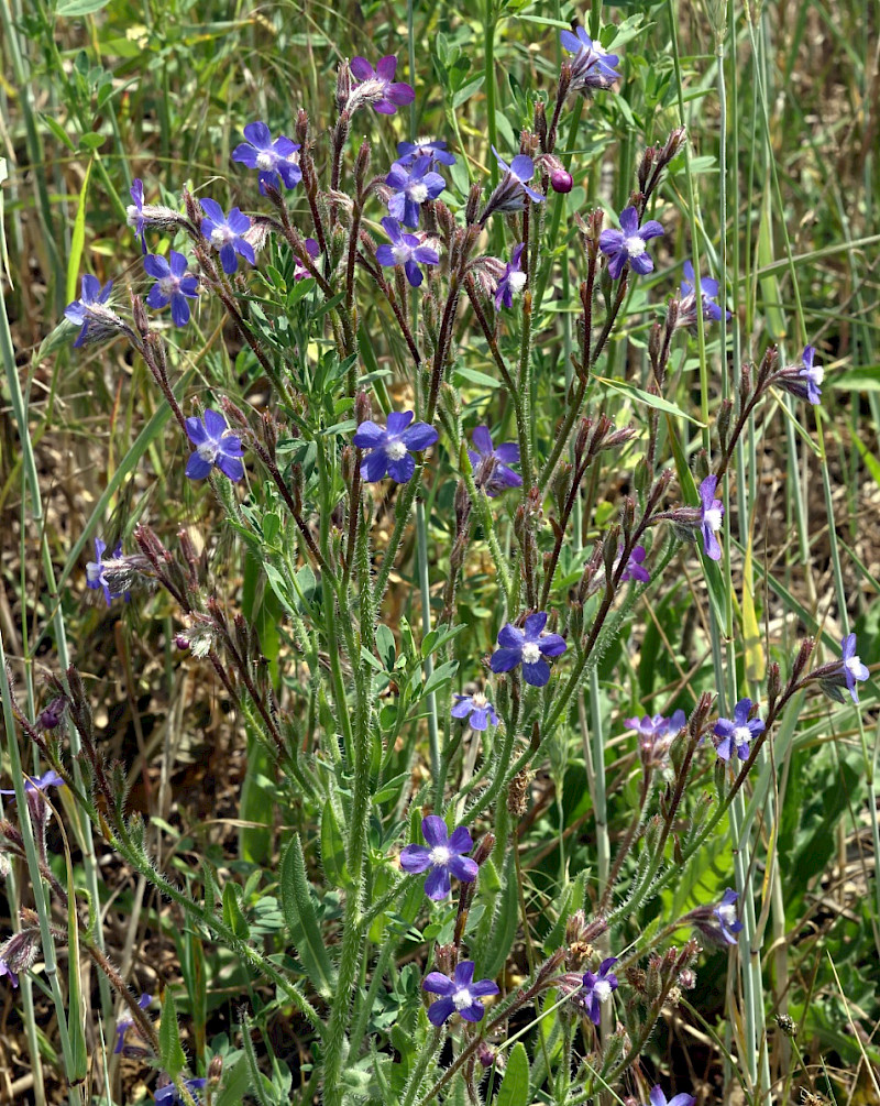 Anchusa azurea - &copy; Charles Hipkin