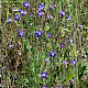 Anchusa azurea