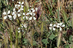 Garden Rocket: Eruca vesicaria