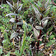 Gentianella amarella