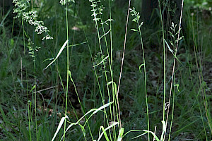 Festuca altissima Wood Fescue