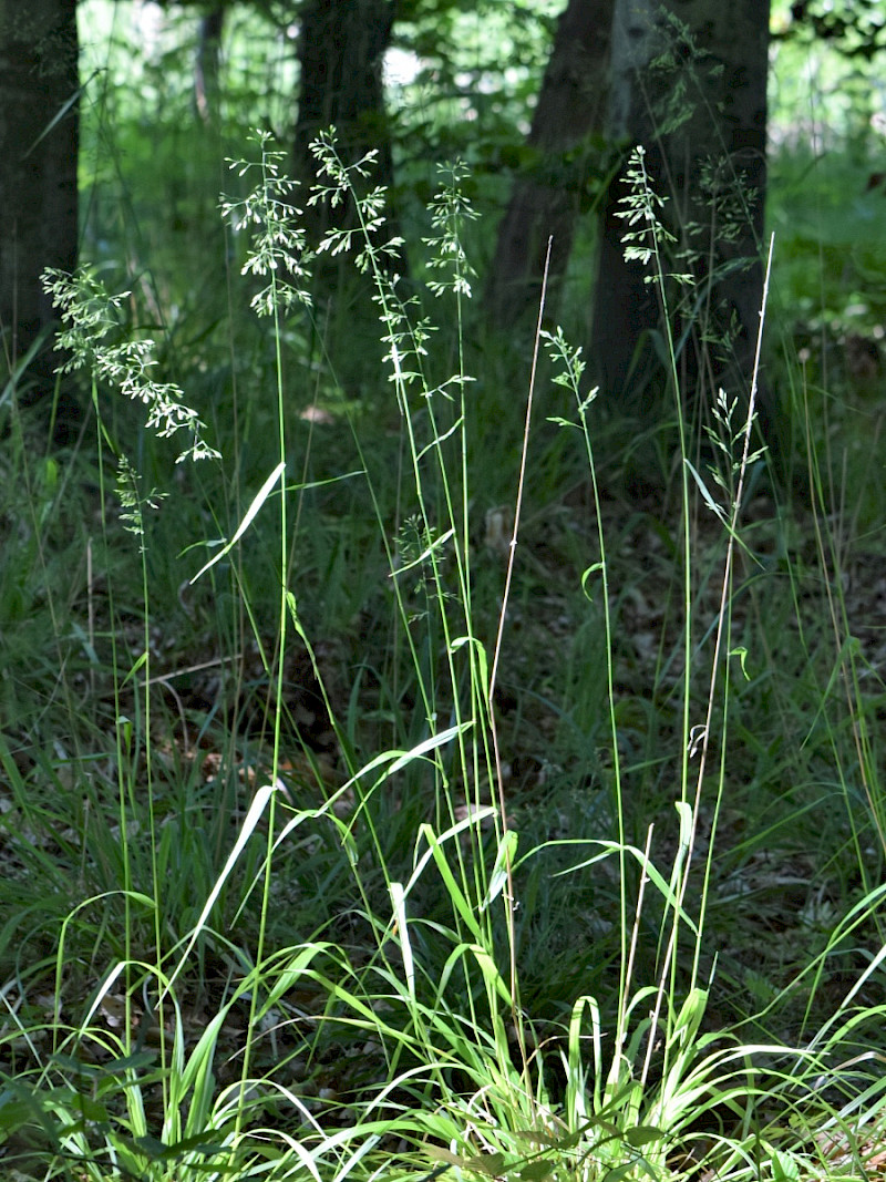 Festuca altissima - &copy; Charles Hipkin