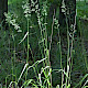 Festuca altissima