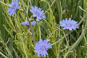 Cichorium intybus Chicory