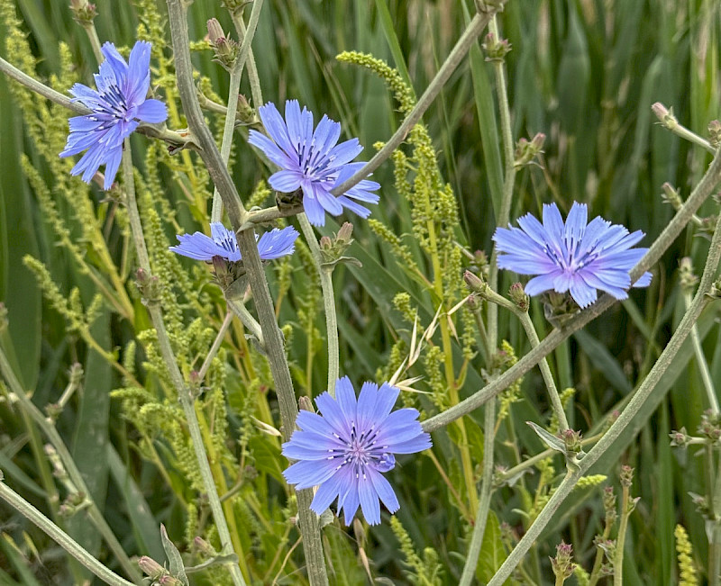Cichorium intybus - &copy; Charles Hipkin