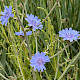 Cichorium intybus