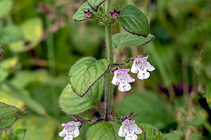 Clinopodium ascendens Common Calamint