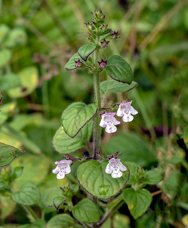 Clinopodium ascendens - &copy; Charles Hipkin