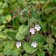 Clinopodium ascendens