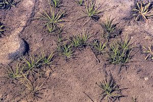 Spring Quillwort: Isoetes echinospora