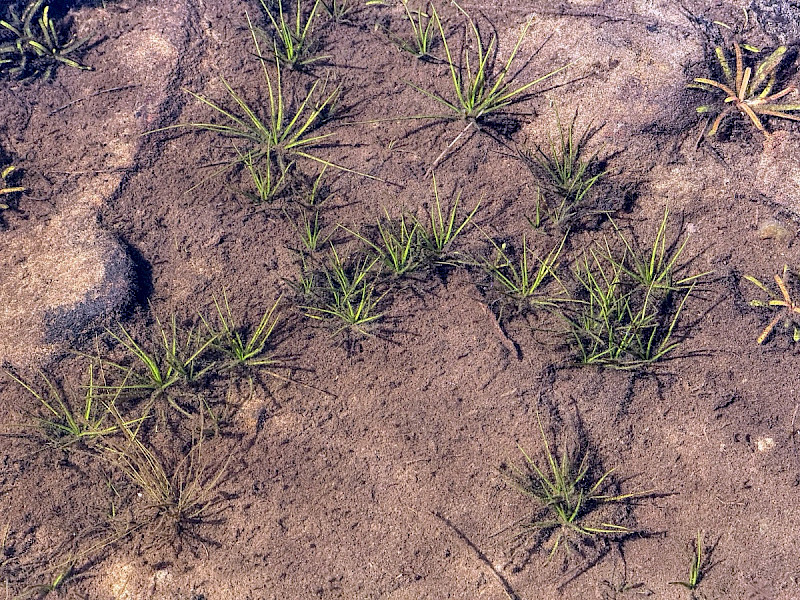 Isoetes echinospora - &copy; Charles Hipkin