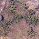 Isoetes echinospora