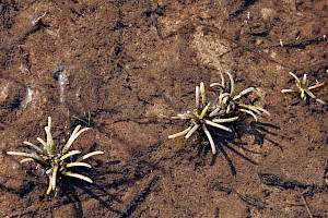 Water Lobelia: Lobelia dortmanna