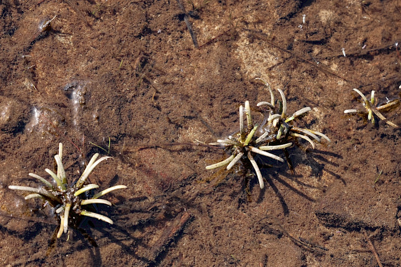 Lobelia dortmanna - &copy; Charles Hipkin