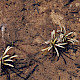 Lobelia dortmanna