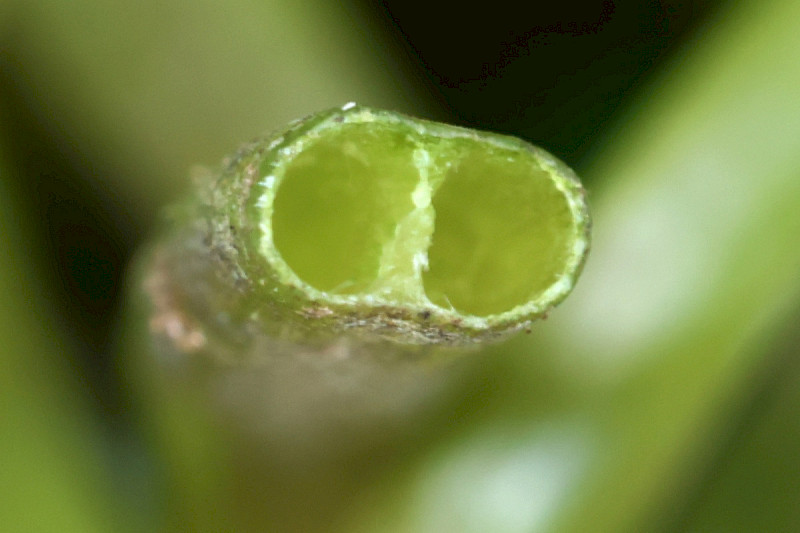 Lobelia dortmanna - &copy; Charles Hipkin