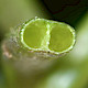 Lobelia dortmanna
