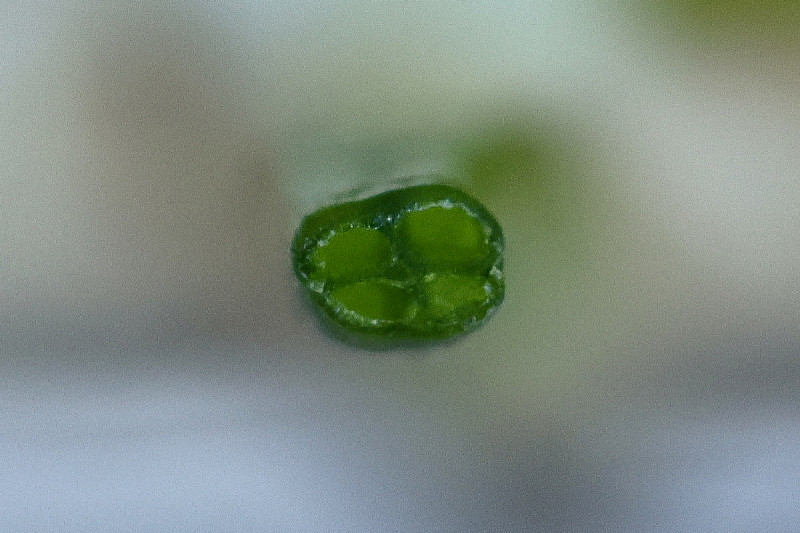 Isoetes echinospora - &copy; Charles Hipkin