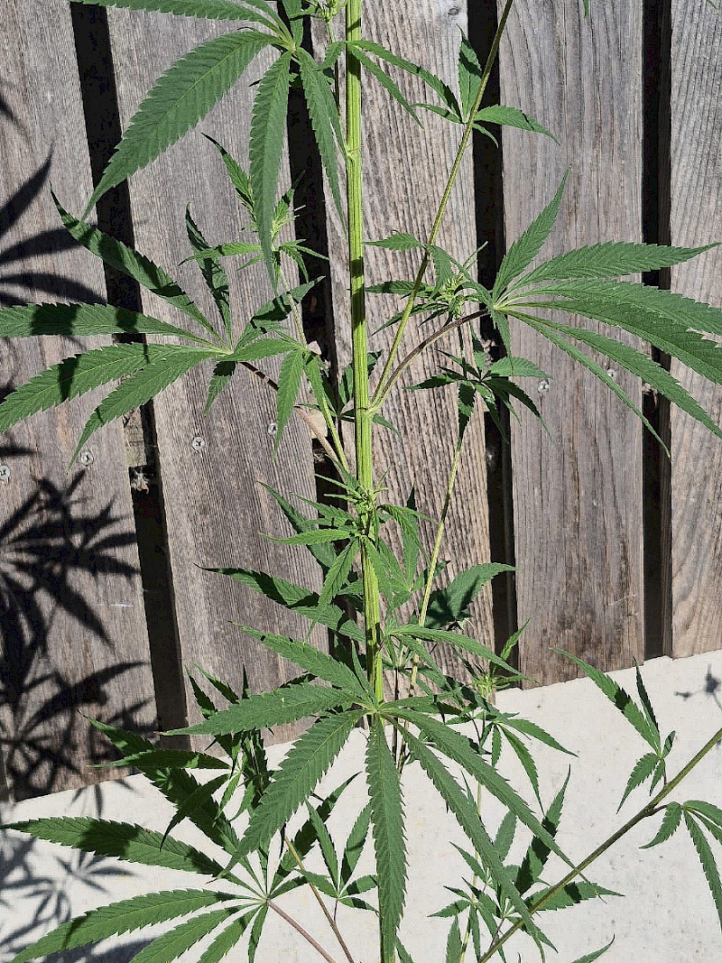 Cannabis sativa - &copy; Gareth Stamp