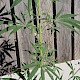 Cannabis sativa