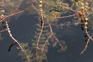 Spiked Water-milfoil: Myriophyllum spicatum