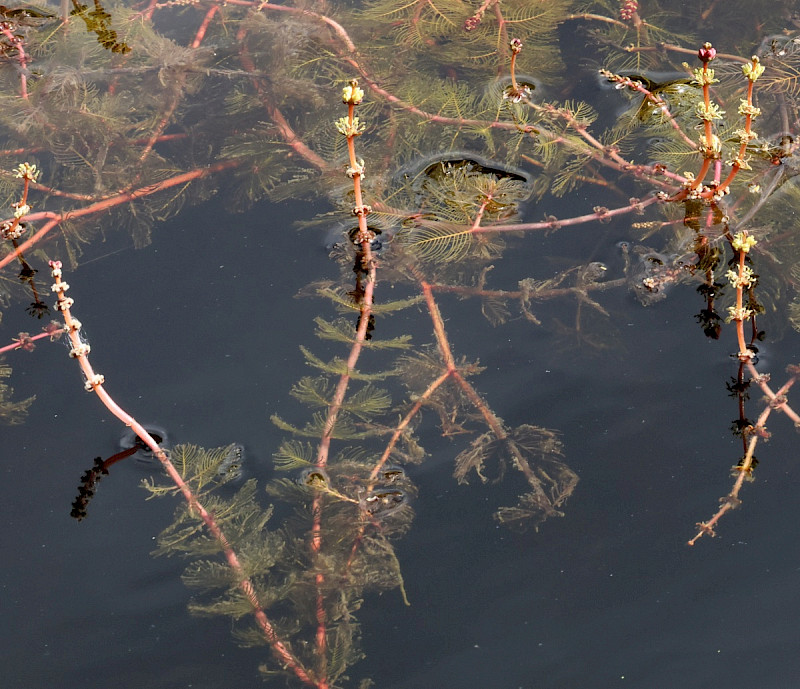 Myriophyllum spicatum - &copy; Charles Hipkin