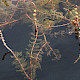Myriophyllum spicatum