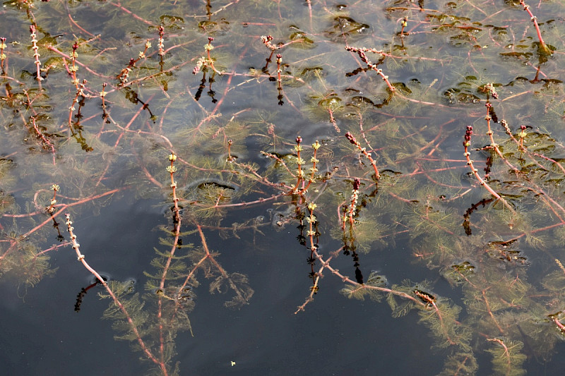 Myriophyllum spicatum - &copy; Charles Hipkin