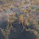 Myriophyllum spicatum