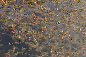 Spiked Water-milfoil: Myriophyllum spicatum
