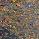 Myriophyllum spicatum
