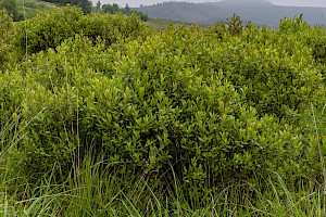 Myrica gale Bog-myrtle