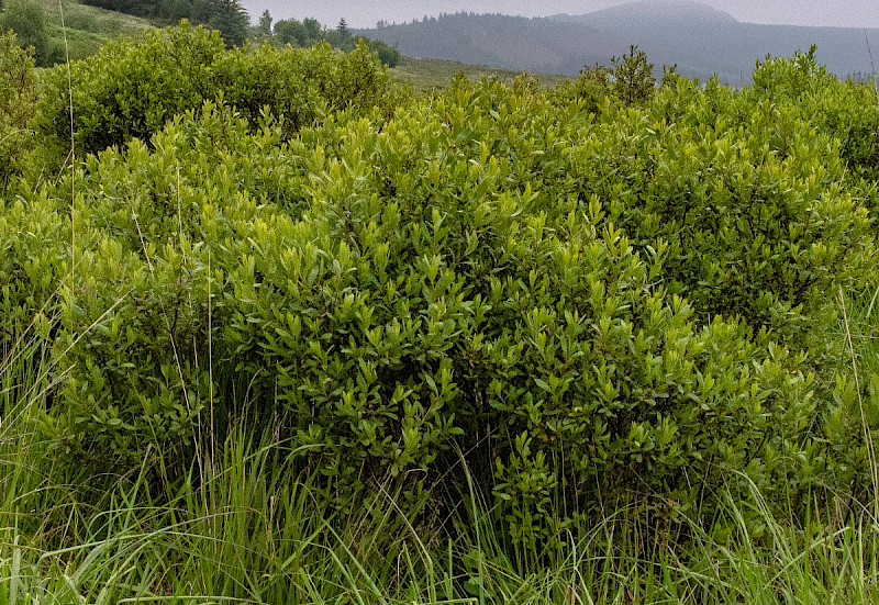 Myrica gale - &copy; Charles Hipkin