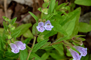 Lesser Skullcap: Scutellaria minor