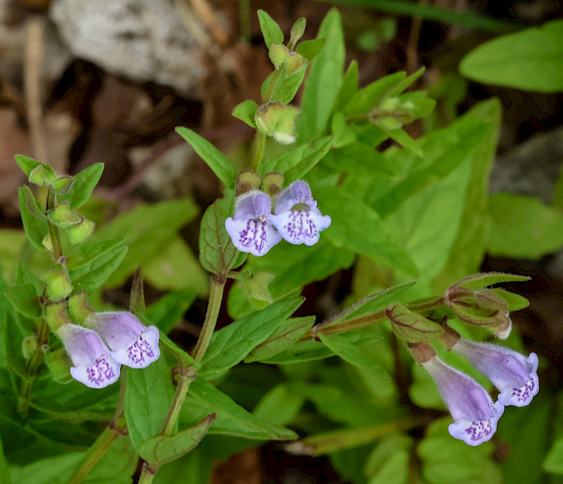 Scutellaria minor - &copy; Charles Hipkin
