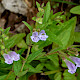 Scutellaria minor