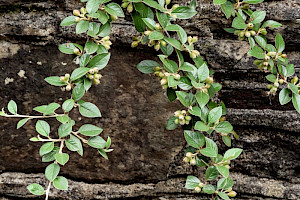 Franchet's Cotoneaster: Cotoneaster franchetii