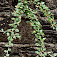 Cotoneaster franchetii