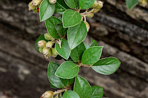 Franchet's Cotoneaster: Cotoneaster franchetii