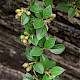 Cotoneaster franchetii