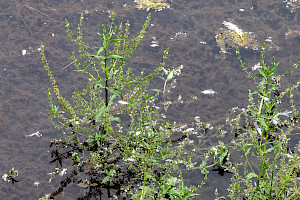 Blue Water-speedwell: Veronica anagallis-aquatica