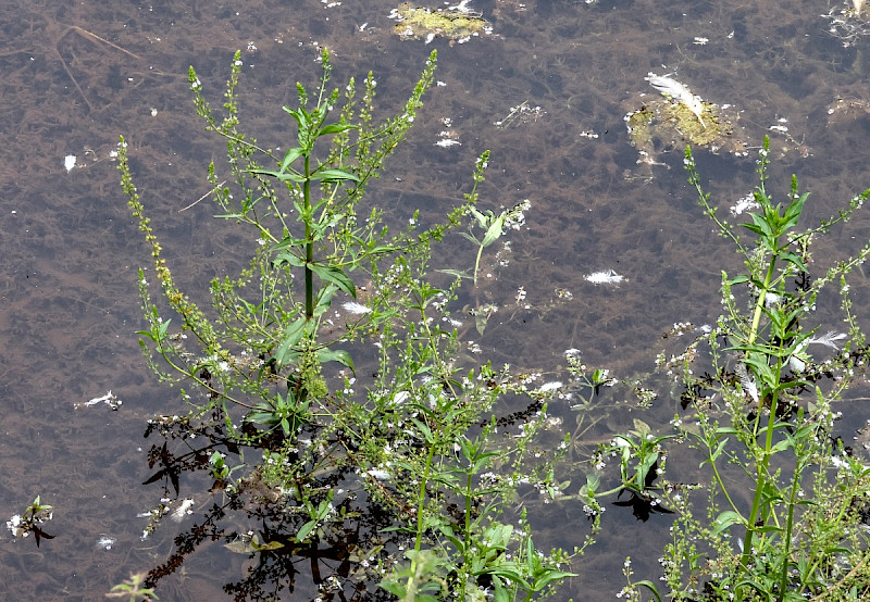Veronica anagallis-aquatica - &copy; Charles Hipkin