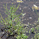 Veronica anagallis-aquatica