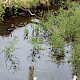 Veronica anagallis-aquatica