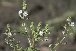 Veronica catenata Pink Water-speedwell