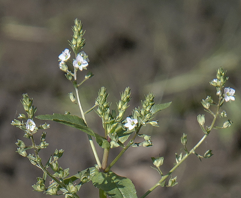 Veronica catenata - &copy; Charles Hipkin