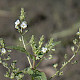 Veronica catenata